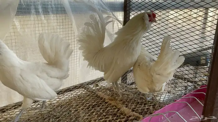 أطقم دجاج البوم 7