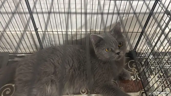 قطة سكوتش ستريت ذكر 3