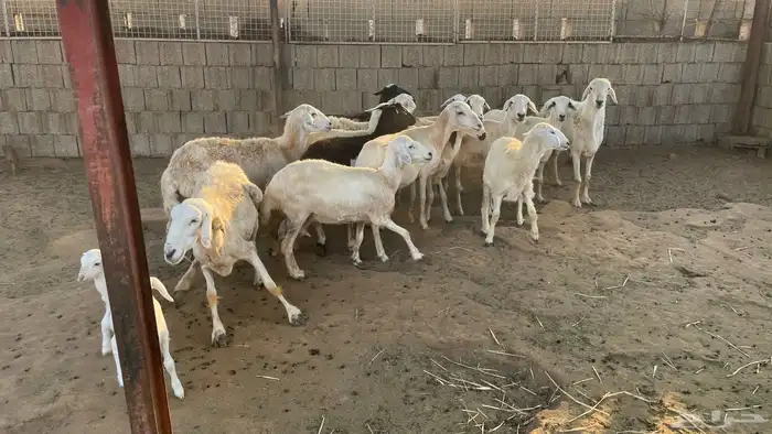 حريات من الجذع الى السديس 5