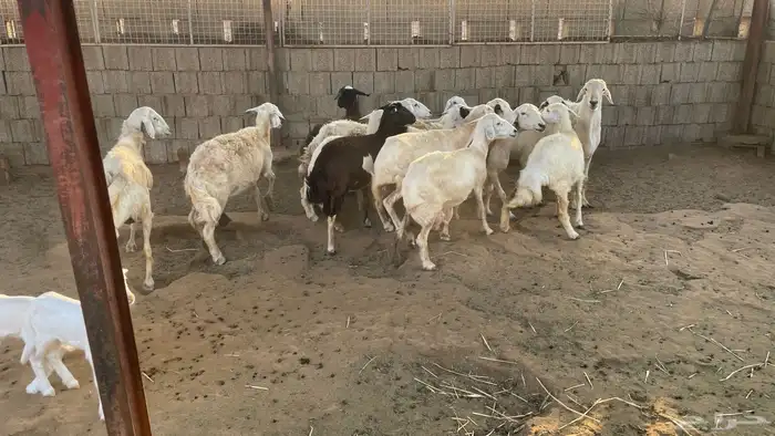 حريات من الجذع الى السديس 6