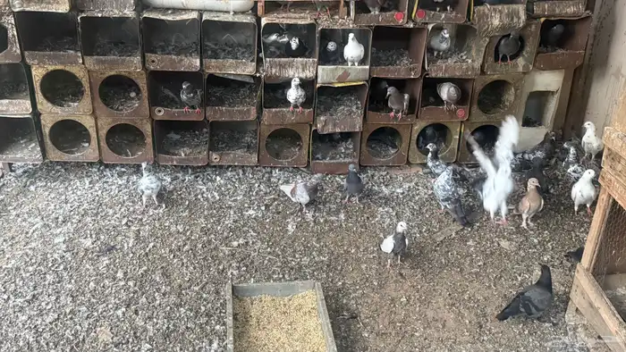 حمام بلدي وخارجي 3