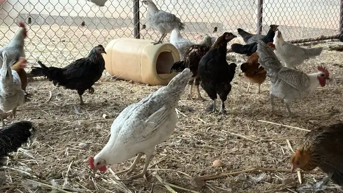 دجاج بلدي وفيومي 4