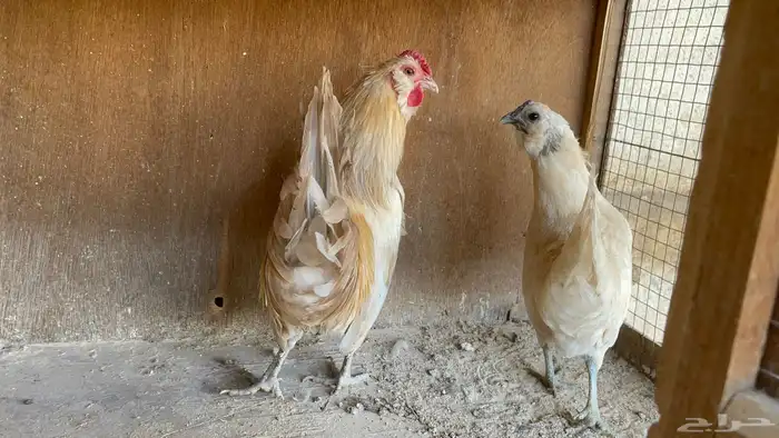 أطقم دجاج البوم 1