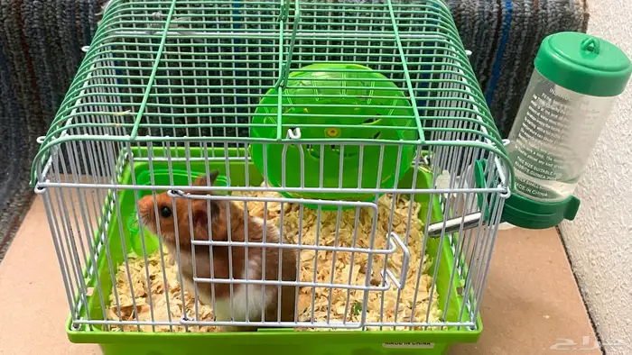 هامستر للبيع ذكر وانثى وا 4هامسترات صغيره 2