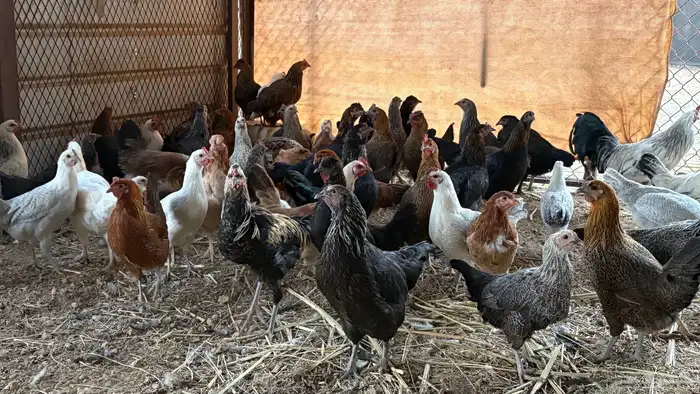 دجاج بلدي وفيومي 1