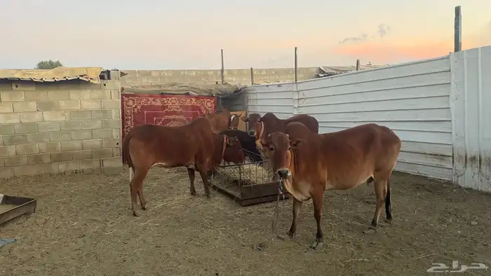 ابقار للبيع 2