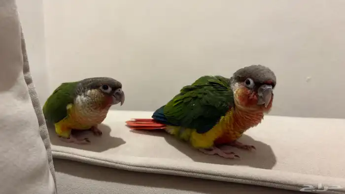 فرخين كنيور بداية فطام 2