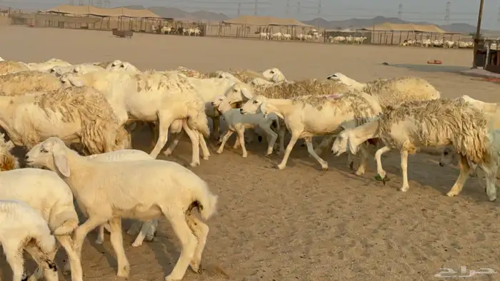 خلفات حريات حرش صنف عددها 50 معاها 50 والفحل 18