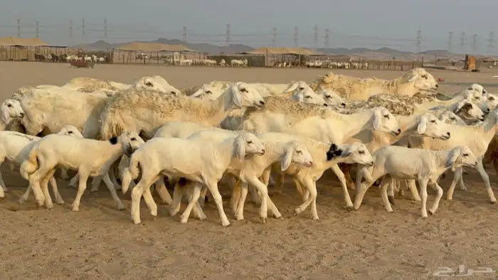 خلفات حريات حرش صنف عددها 50 معاها 50 والفحل 2