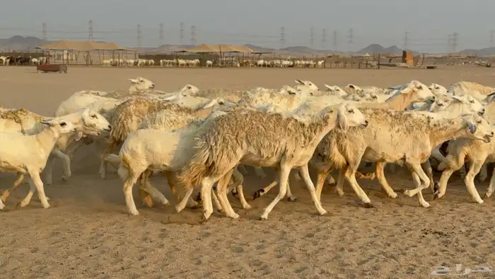 خلفات حريات حرش صنف عددها 50 معاها 50 والفحل 5