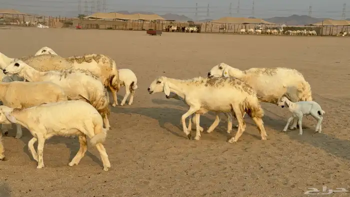 خلفات حريات حرش صنف عددها 50 معاها 50 والفحل 16