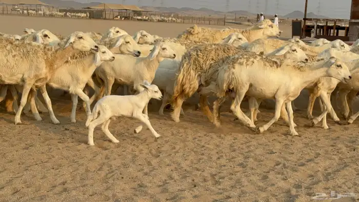 خلفات حريات حرش صنف عددها 50 معاها 50 والفحل 20