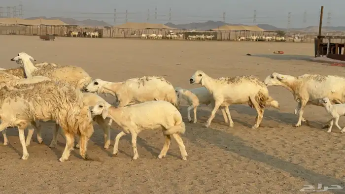 خلفات حريات حرش صنف عددها 50 معاها 50 والفحل 17