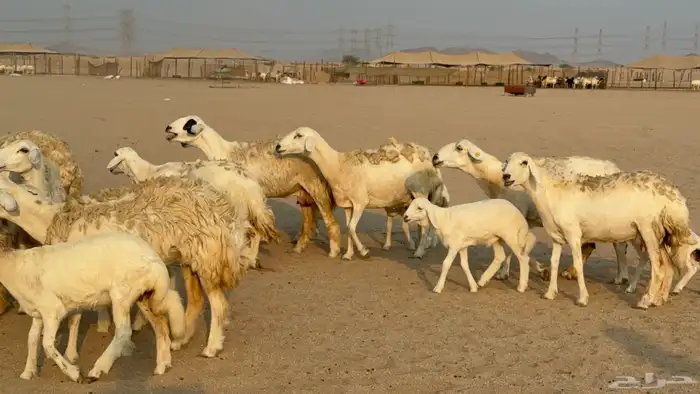 خلفات حريات حرش صنف عددها 50 معاها 50 والفحل 15