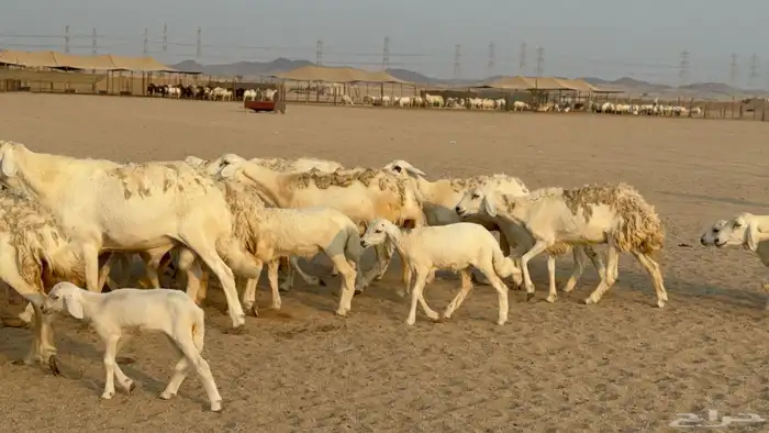 خلفات حريات حرش صنف عددها 50 معاها 50 والفحل 6