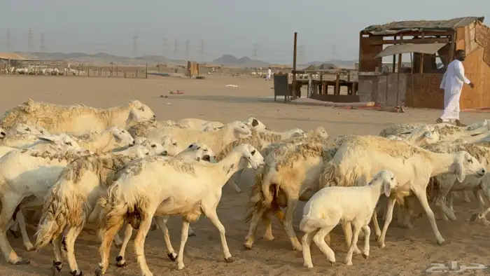 خلفات حريات حرش صنف عددها 50 معاها 50 والفحل 13