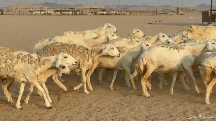 خلفات حريات حرش صنف عددها 50 معاها 50 والفحل 19