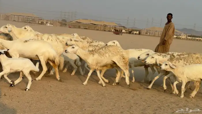 خلفات حريات حرش صنف عددها 50 معاها 50 والفحل 12