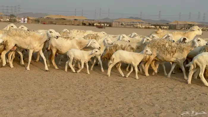 خلفات حريات حرش صنف عددها 50 معاها 50 والفحل 0