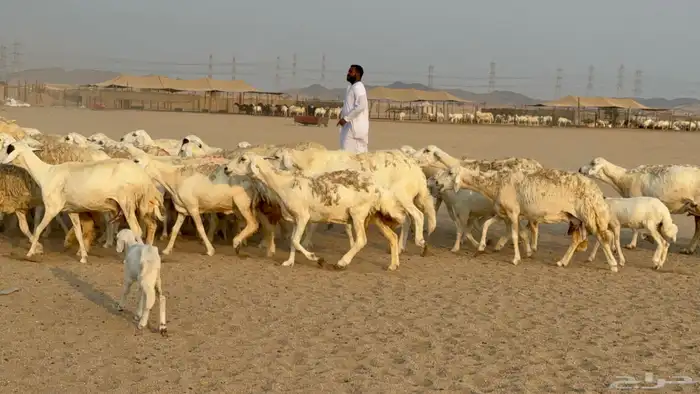 خلفات حريات حرش صنف عددها 50 معاها 50 والفحل 3