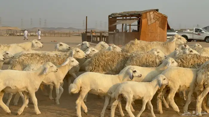 خلفات حريات حرش صنف عددها 50 معاها 50 والفحل 9