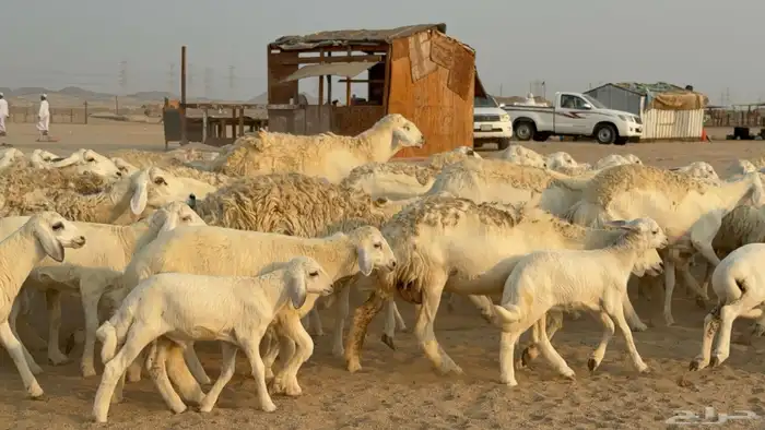 خلفات حريات حرش صنف عددها 50 معاها 50 والفحل 10