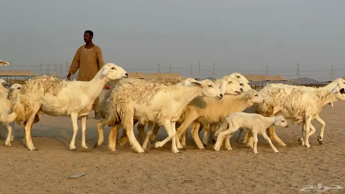 خلفات حريات حرش صنف عددها 50 معاها 50 والفحل 4