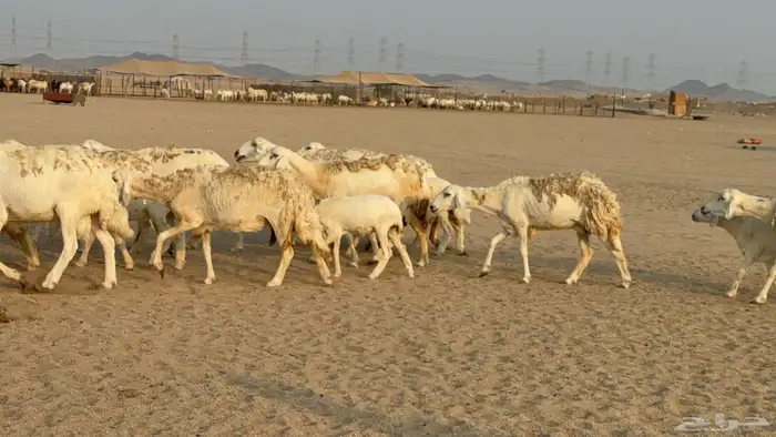 خلفات حريات حرش صنف عددها 50 معاها 50 والفحل 7