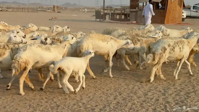 خلفات حريات حرش صنف عددها 50 معاها 50 والفحل 14