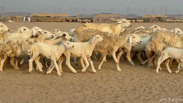 خلفات حريات حرش صنف عددها 50 معاها 50 والفحل 1