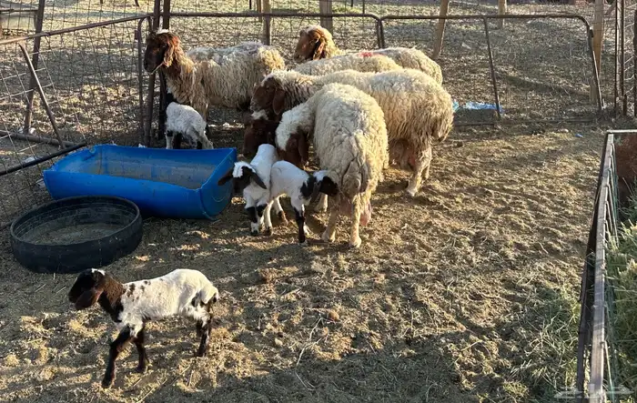 غنم مواليد 0