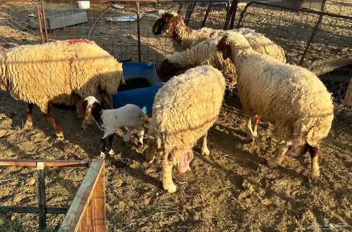 غنم مواليد 1