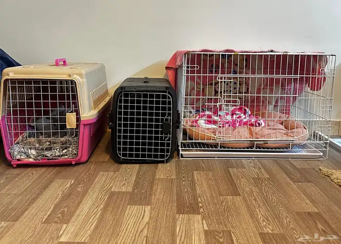 ماعز قزمي للبيع مع جميع الاغراض الشخصيه 5