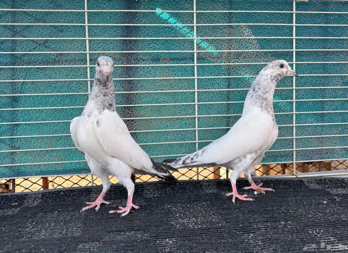 حمام باكستاني 2