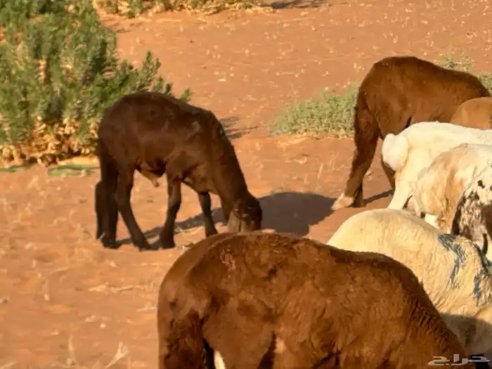 سواكنيات وبرابر حلال بر 41