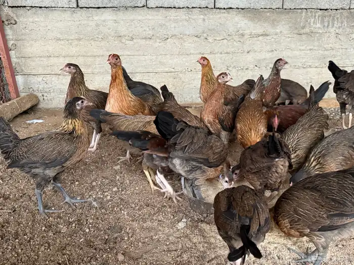 دجاج عربي بشاير 5