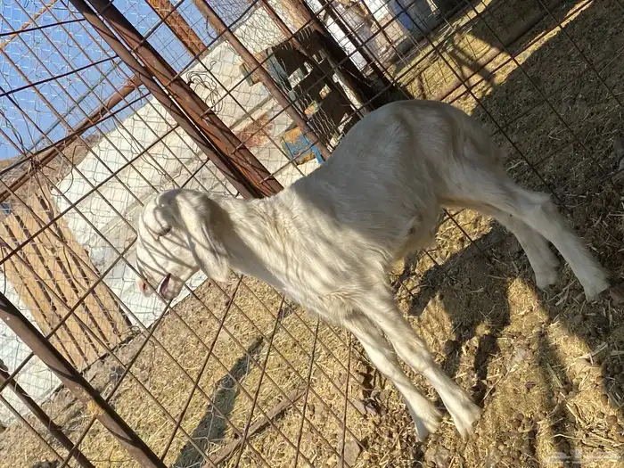 داغور طلي حري يرضع من اي شاه شرط 0