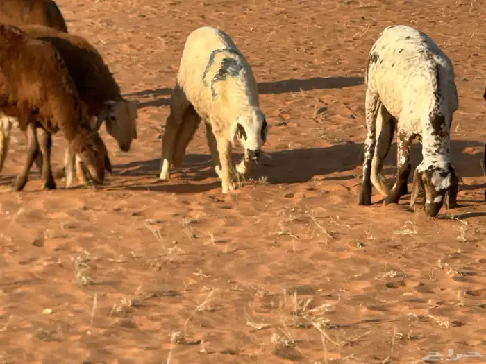 سواكنيات وبرابر حلال بر 24