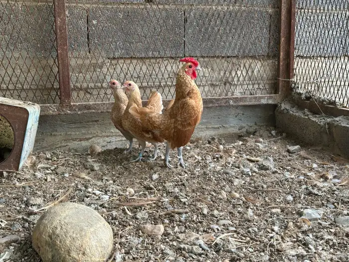 طقم دجاج سبرايت كريمي منتج حضان 0