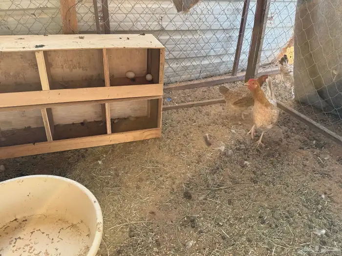 البيع دجاج بياض في الخرج 8