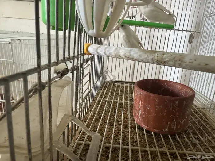 روز البينو عيون حمر 2