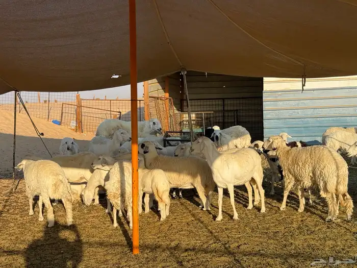 غنم حريات للبيع 0