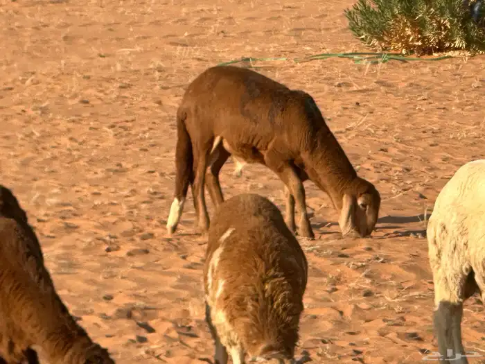 سواكنيات وبرابر حلال بر 13