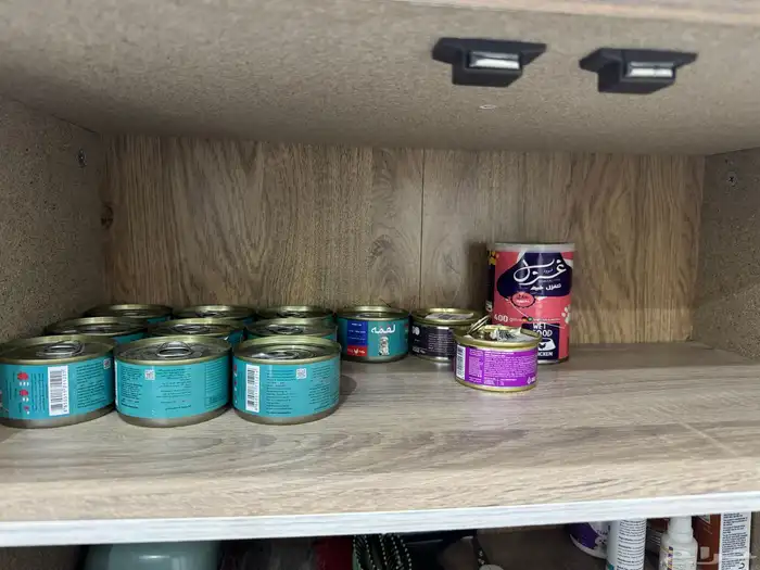 قطه هيميلايا و جميع المستلزمات 11