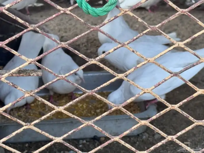 حمام صنعاني 0