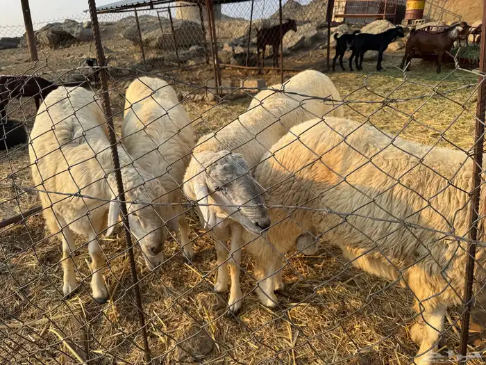 خرفان للبيع 1