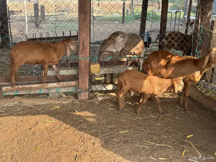 نعجه سواكني متبوعه برخل وفرير 9