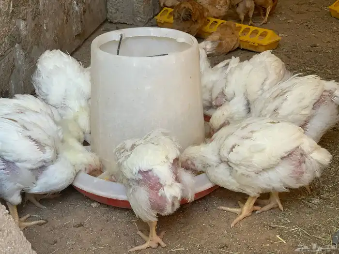 للبيع دجاج لاحم 3