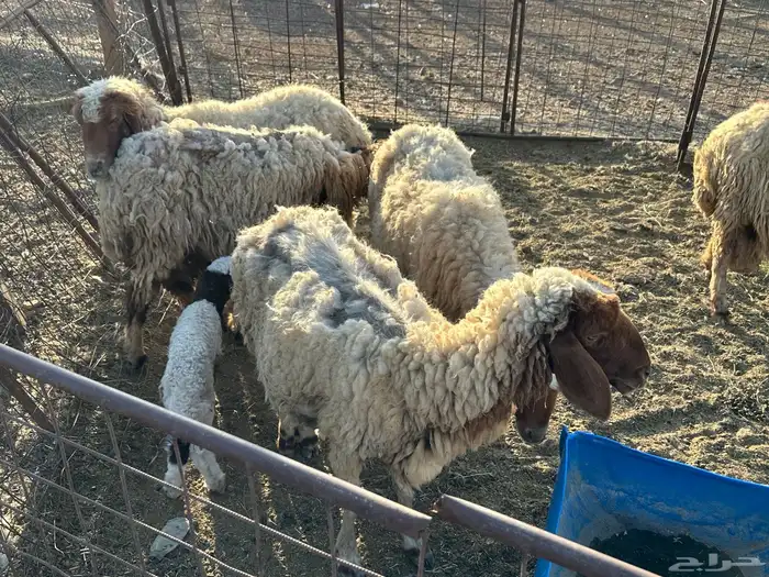 غنم مواليد 3