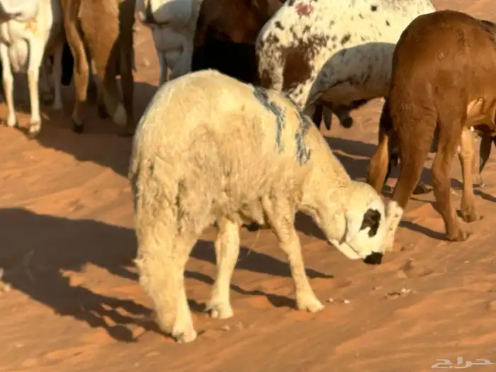 سواكنيات وبرابر حلال بر 51